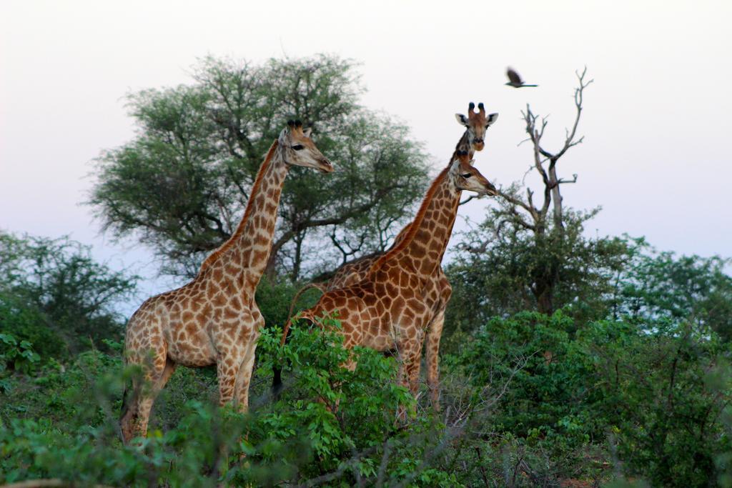 Mtomeni Safari Camp Hotel Phalaborwa Exterior foto